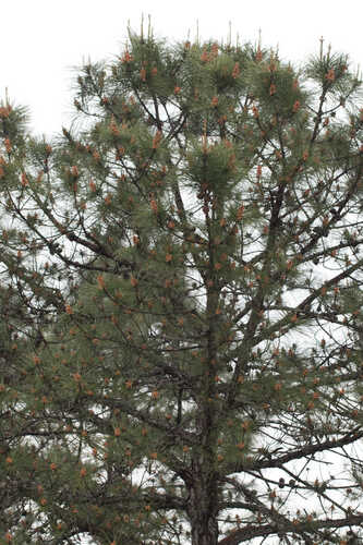 Pinus serotina #13